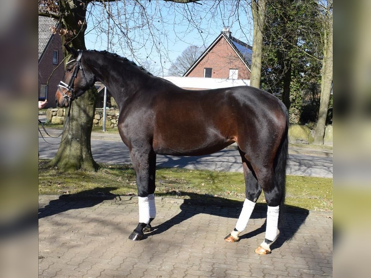 Hannoveraner Stute 4 Jahre 168 cm Brauner in Fredenbeck