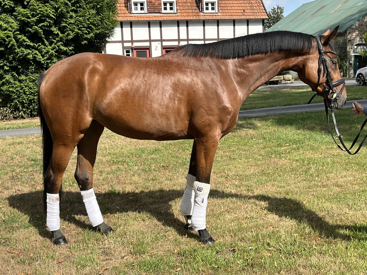 Hannoveraner Stute 4 Jahre 168 cm Brauner in Hamm