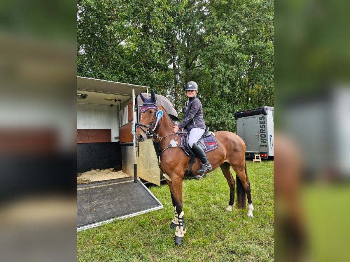 Hannoveraner Stute 4 Jahre 168 cm Brauner in Hamersen