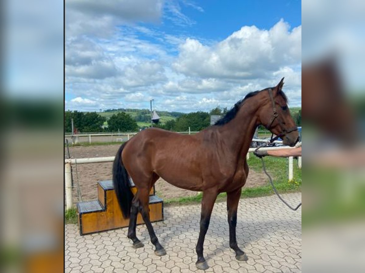 Hannoveraner Stute 4 Jahre 168 cm Brauner in Drolshagen