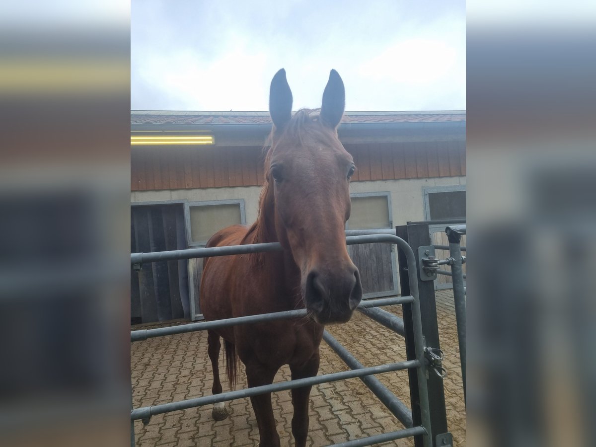 Hannoveraner Stute 4 Jahre 168 cm Fuchs in Baar Schwaben