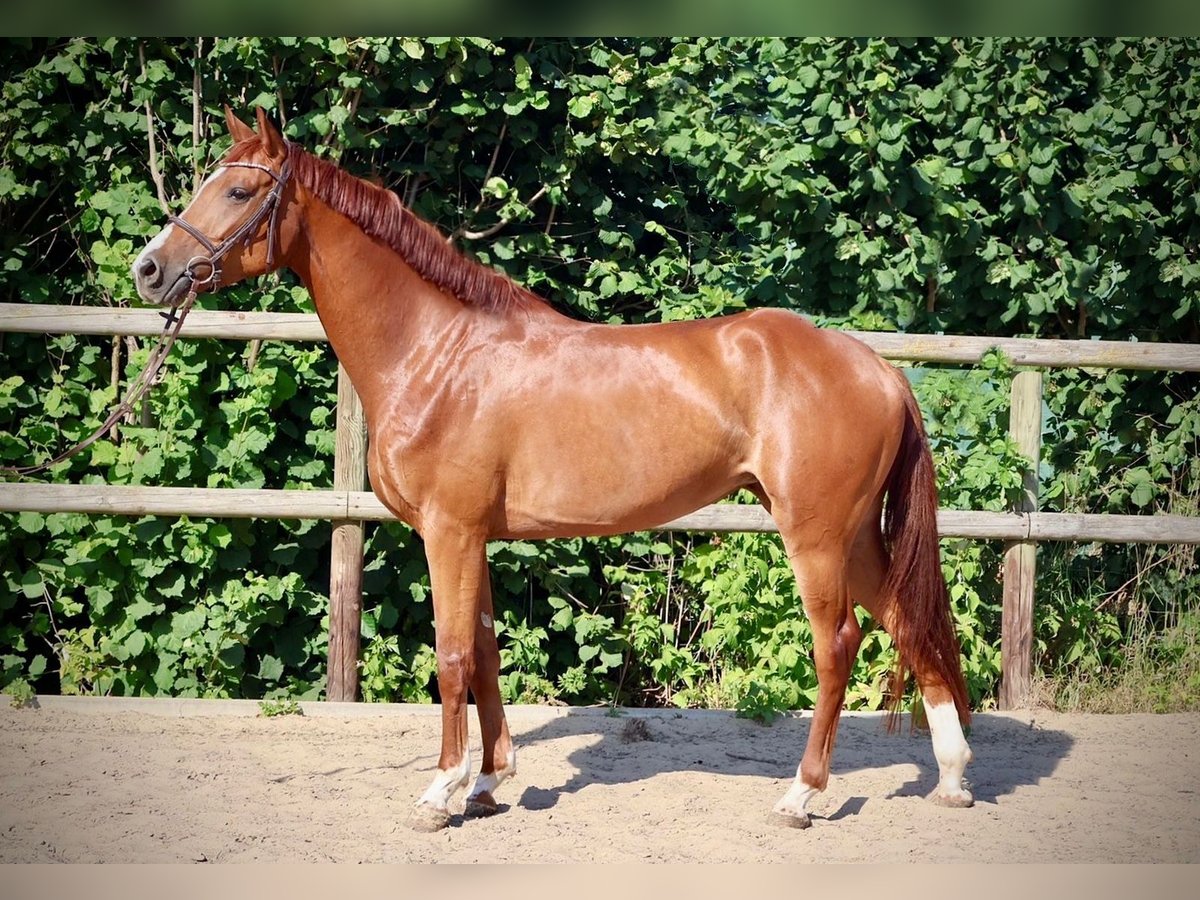 Hannoveraner Stute 4 Jahre 168 cm Fuchs in Fl&#xF6;rsheim