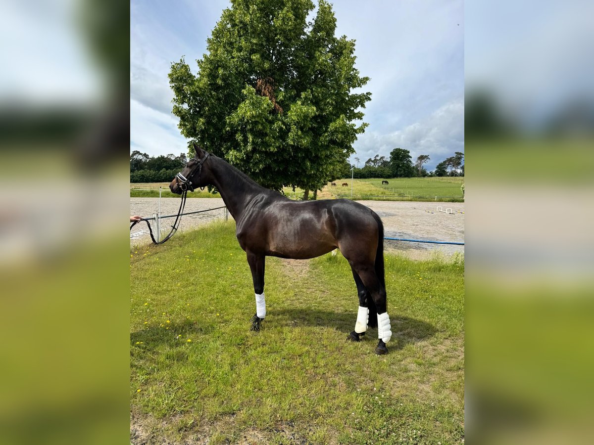 Hannoveraner Stute 4 Jahre 168 cm Schwarzbrauner in Fuldabr&#xFC;ck
