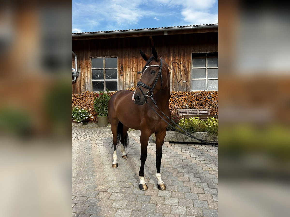 Hannoveraner Stute 4 Jahre 169 cm Brauner in MoosachMoosach