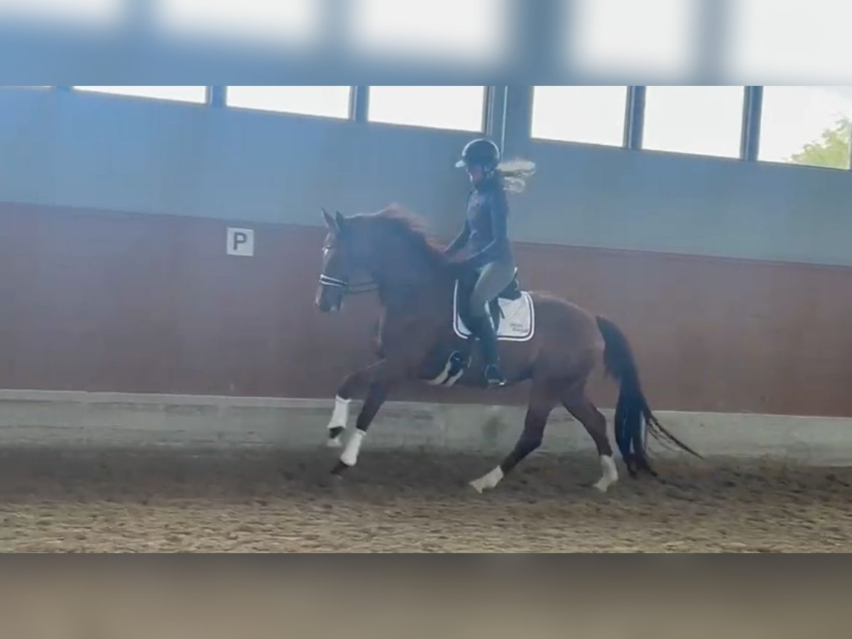 Hannoveraner Stute 4 Jahre 169 cm Fuchs in Herleshausen
