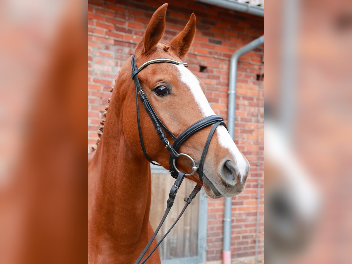 Hannoveraner Stute 4 Jahre 169 cm Fuchs in Dannenberg (Elbe)