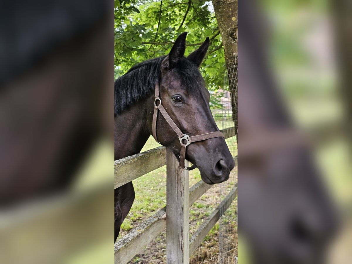 Hannoveraner Stute 4 Jahre 169 cm Rappe in Schwarme
