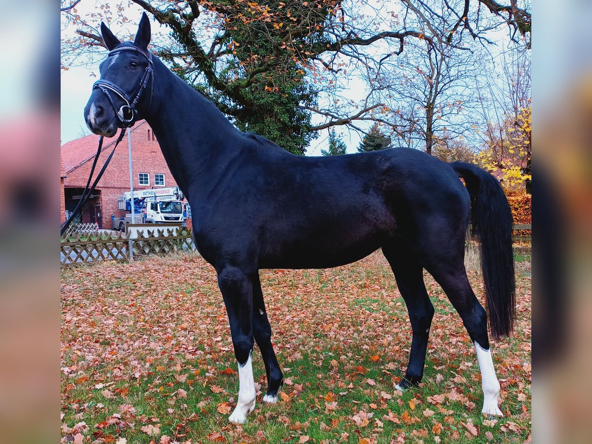 Hannoveraner Stute 4 Jahre 169 cm Rappe in Nordhorn