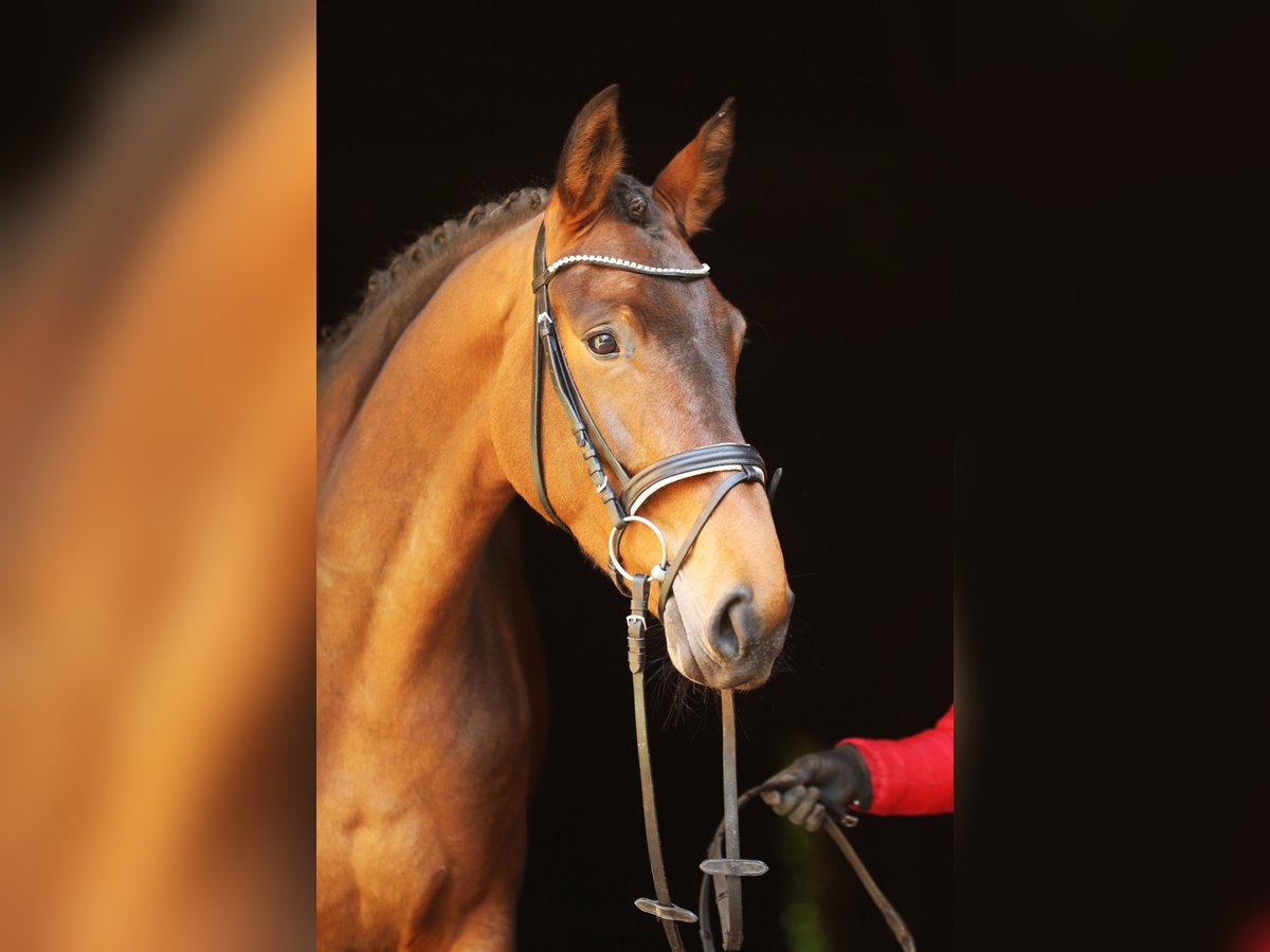Hannoveraner Stute 4 Jahre 170 cm Brauner in LandesbergenLandesbergen