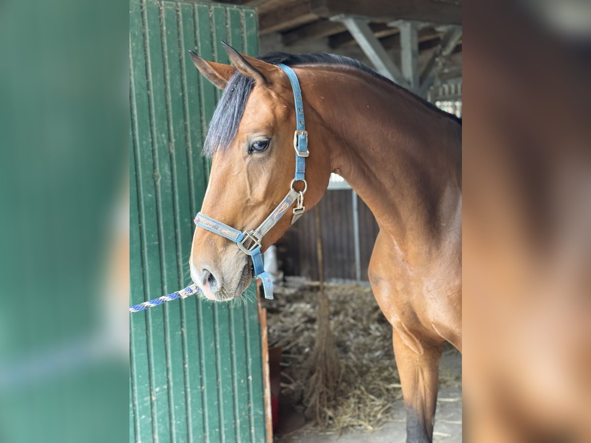 Hannoveraner Stute 4 Jahre 170 cm Brauner in Lilienthal