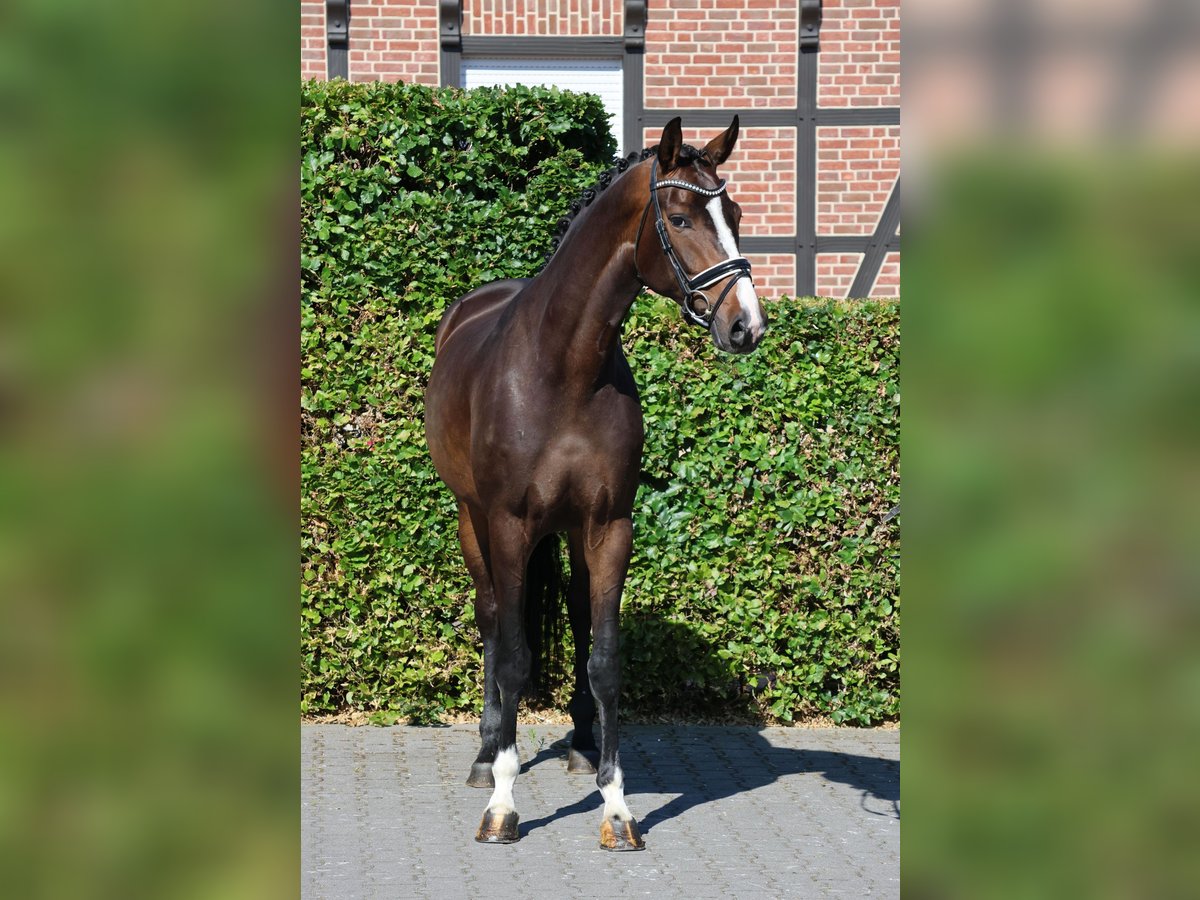 Hannoveraner Stute 4 Jahre 170 cm Brauner in Nottuln