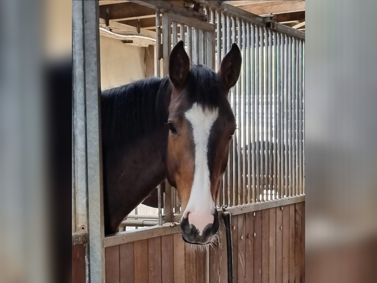 Hannoveraner Stute 4 Jahre 170 cm Brauner in Heere