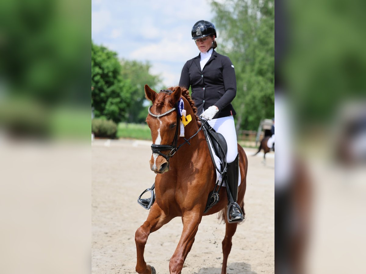 Hannoveraner Stute 4 Jahre 170 cm Fuchs in Mühlenfließ