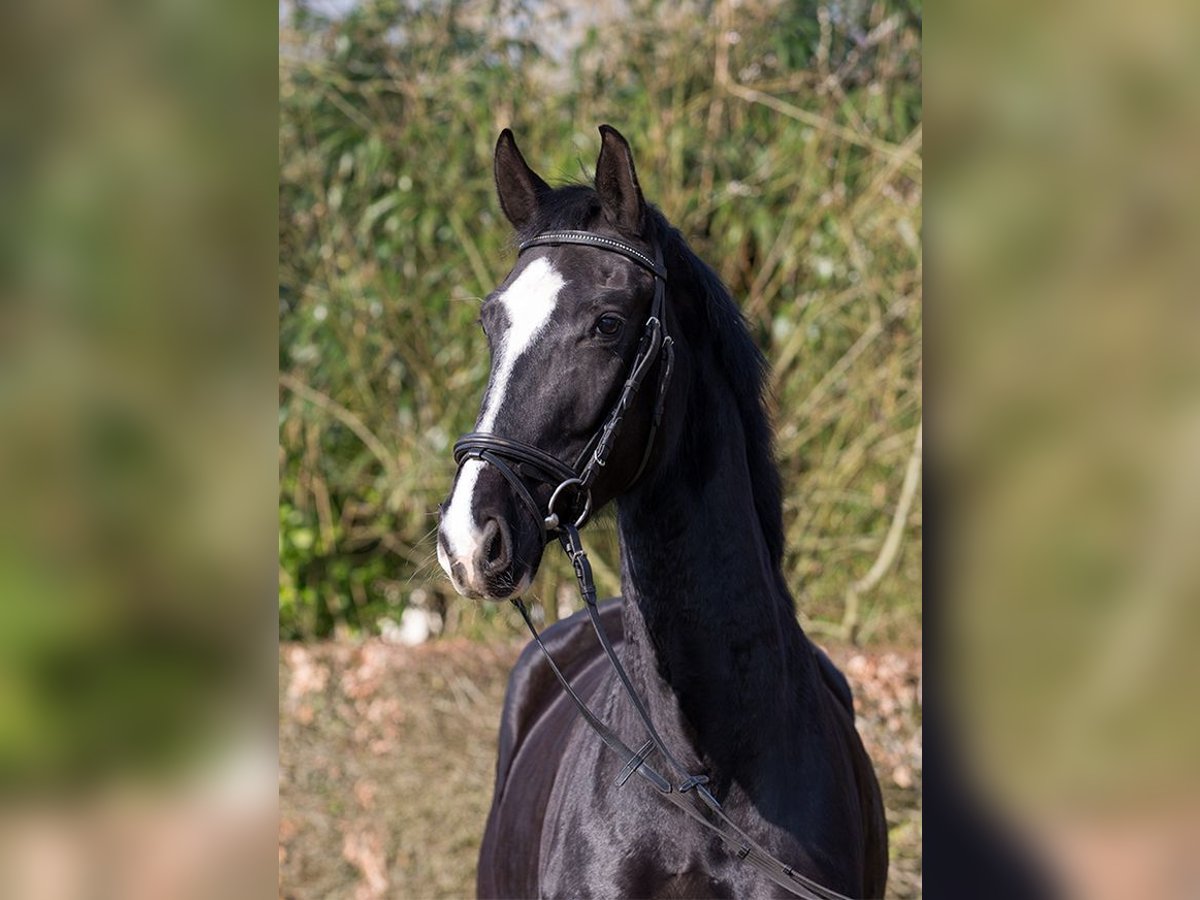 Hannoveraner Stute 4 Jahre 170 cm Rappe in Osterholz-Scharmbeck