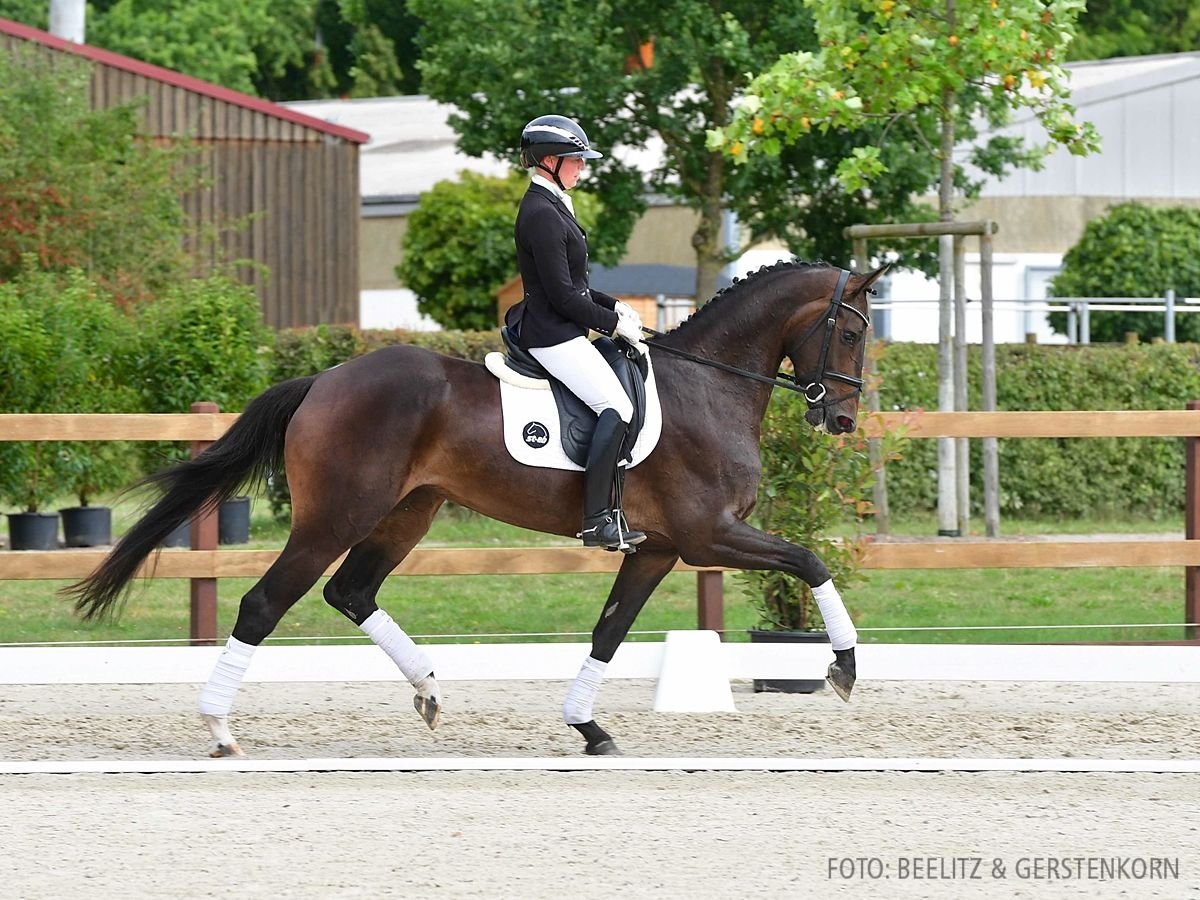 Hannoveraner Stute 4 Jahre 171 cm Schwarzbrauner in Verden