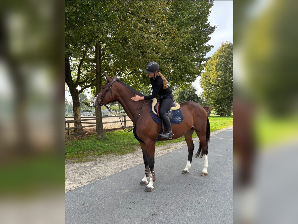 Hannoveraner Stute 4 Jahre 172 cm Brauner in Uedem