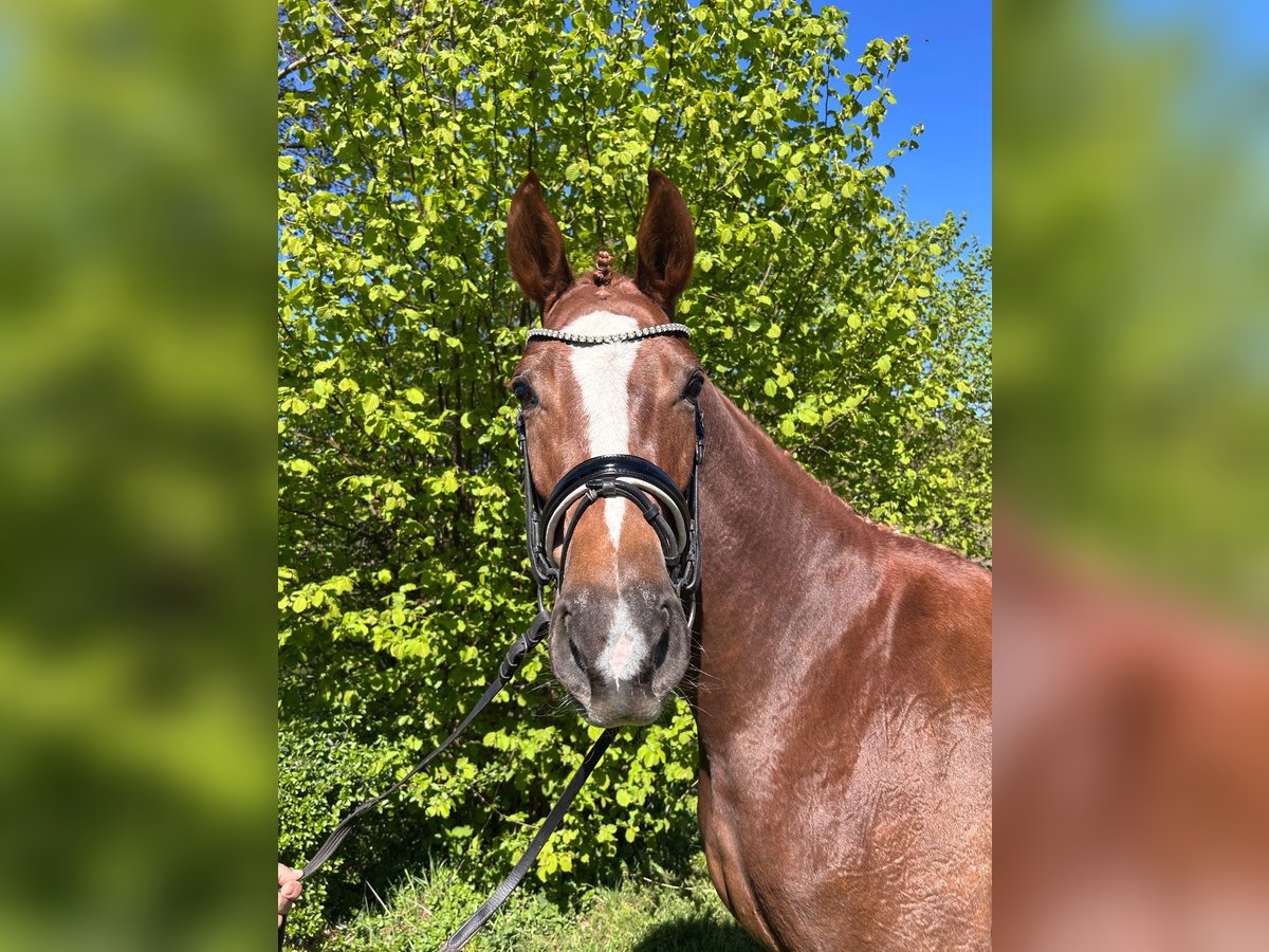 Hannoveraner Stute 4 Jahre 172 cm Fuchs in Balge