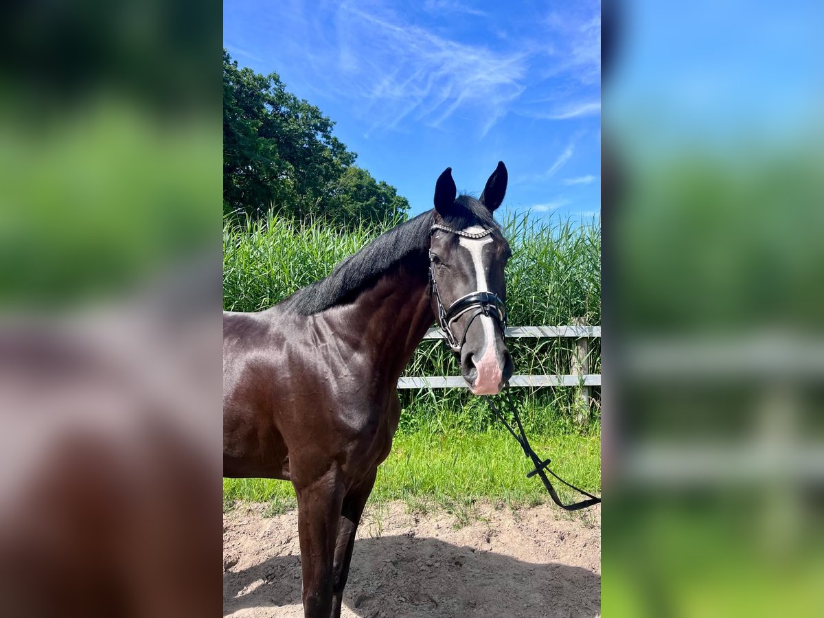 Hannoveraner Stute 4 Jahre 172 cm Rappe in Otterndorf