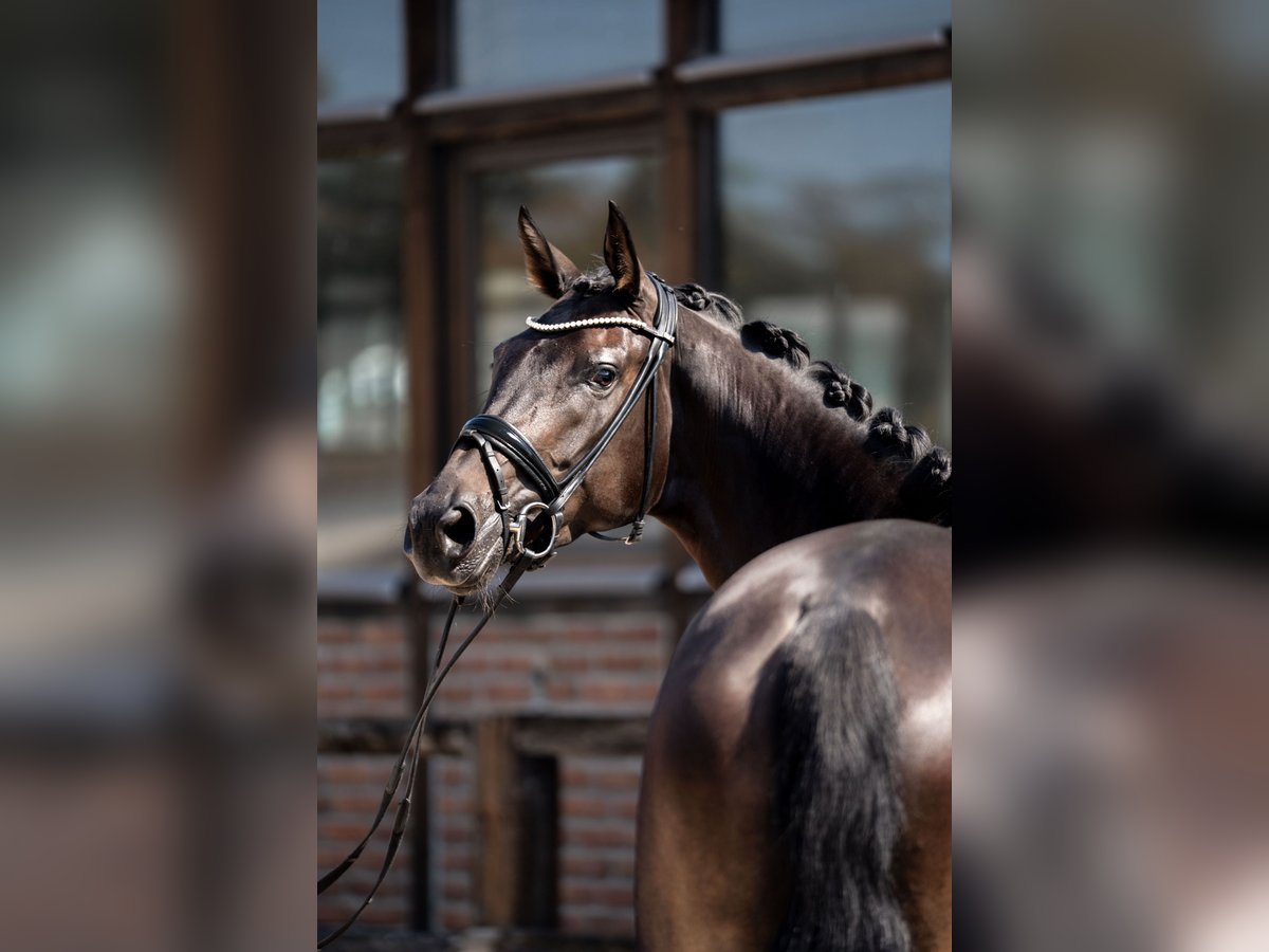 Hannoveraner Stute 4 Jahre 172 cm Schwarzbrauner in Heidesheim am Rhein