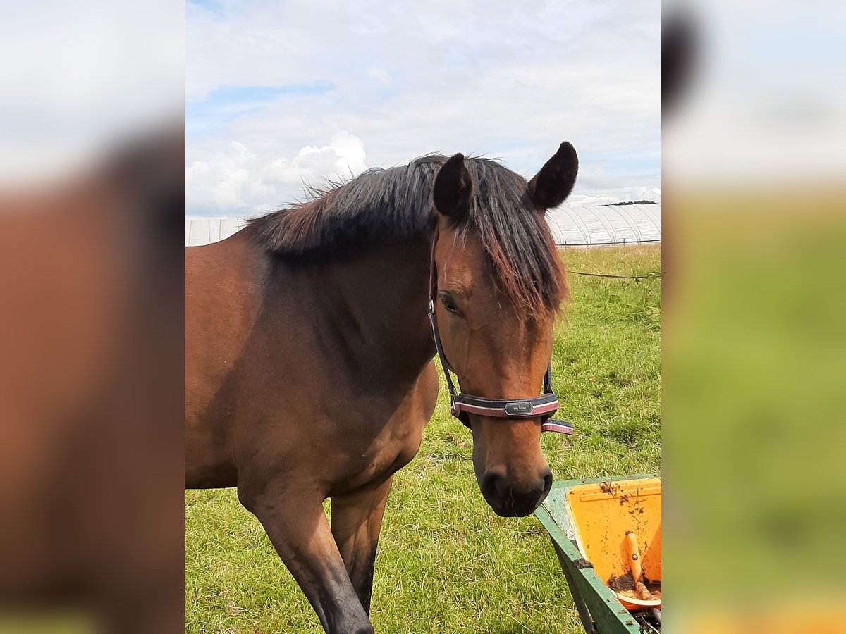 Hannoveraner Stute 4 Jahre 173 cm Dunkelbrauner in Stuhr