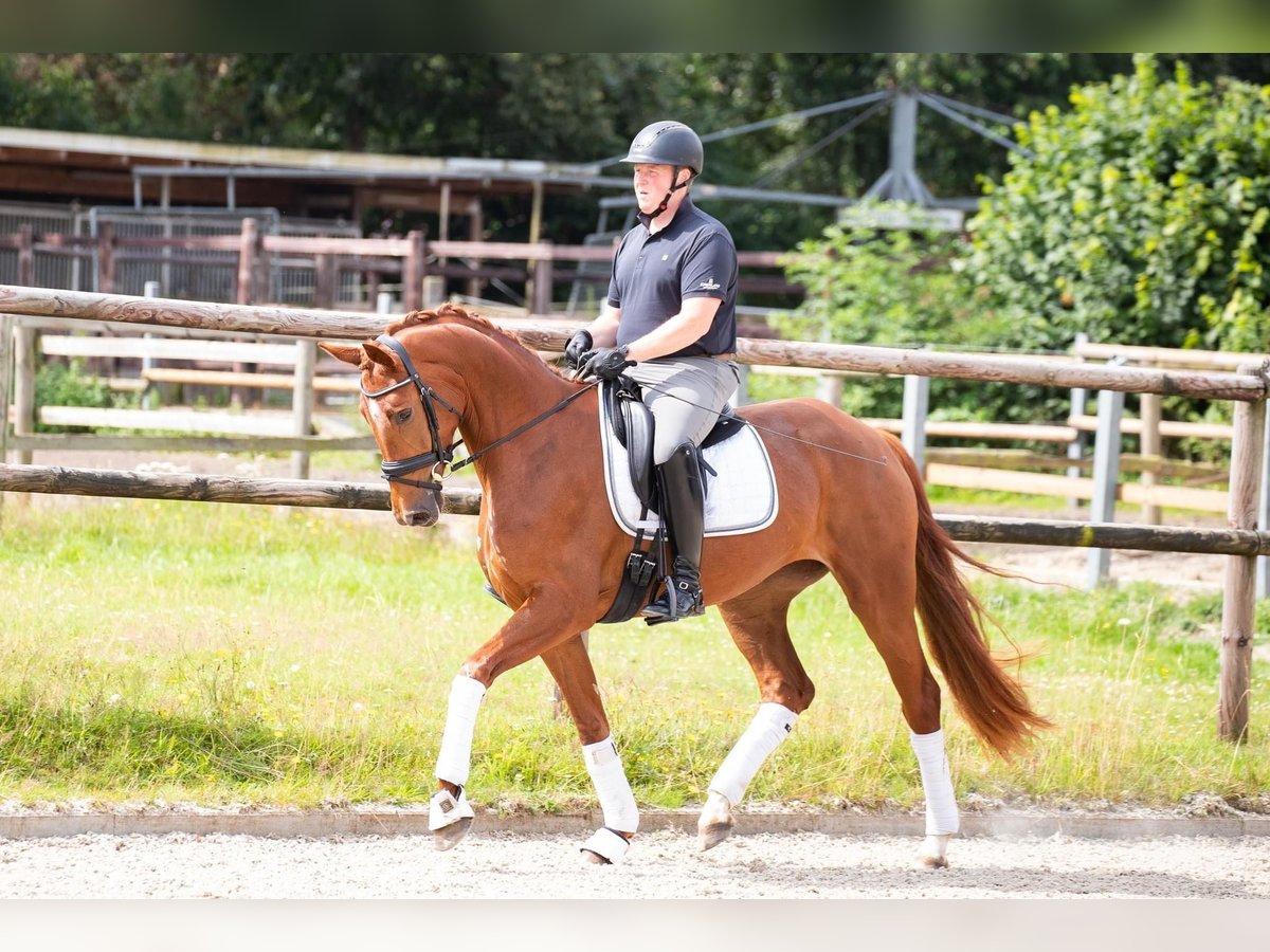 Hannoveraner Stute 4 Jahre 173 cm Fuchs in Wurster Nordseeküste