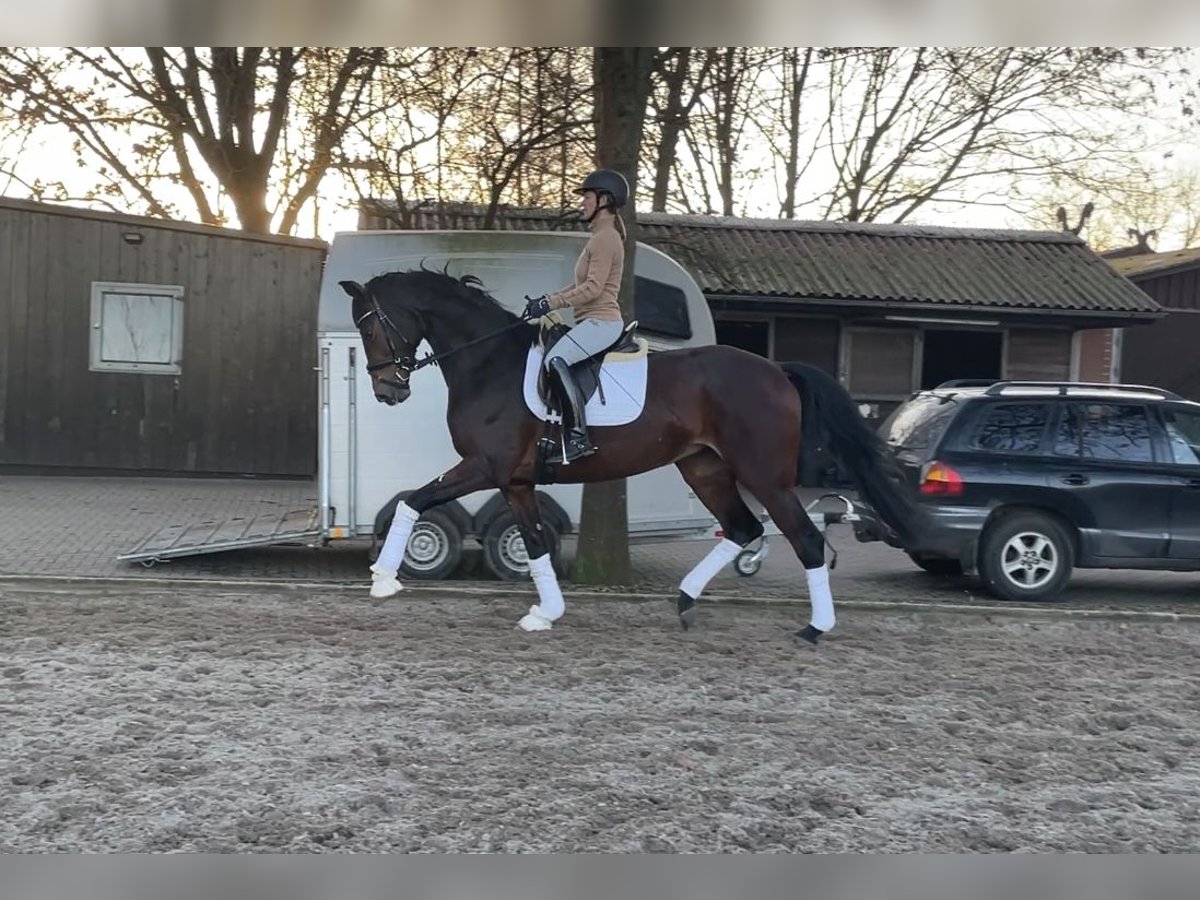 Hannoveraner Stute 4 Jahre 174 cm Dunkelbrauner in Gro&#xDF;moor