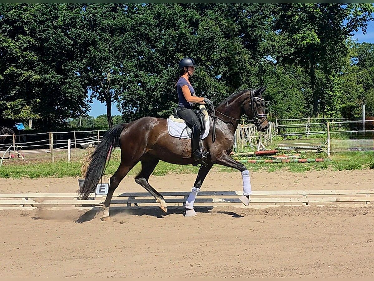 Hannoveraner Stute 4 Jahre 174 cm Dunkelbrauner in Achim