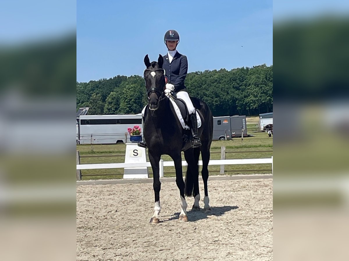 Hannoveraner Stute 4 Jahre 174 cm Schwarzbrauner in Hildesheim