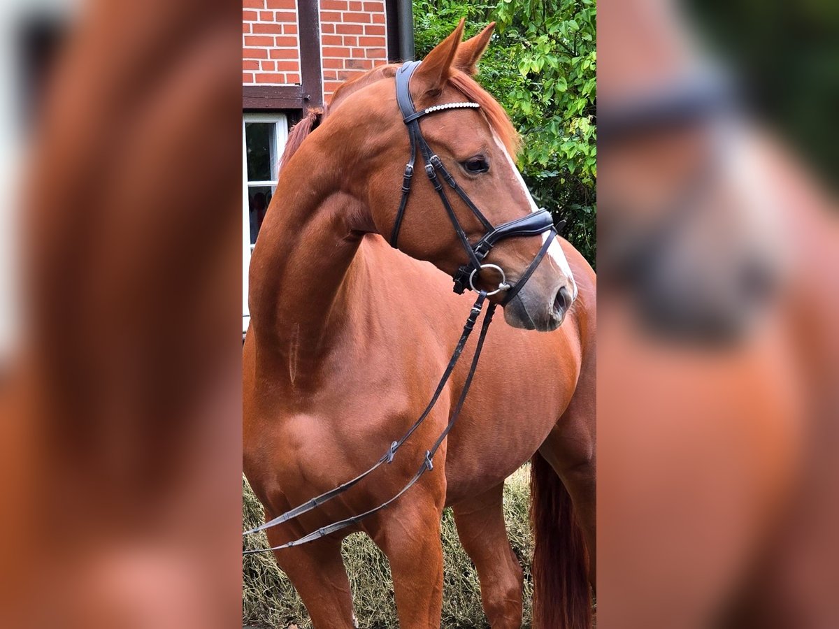 Hannoveraner Stute 4 Jahre 175 cm Fuchs in Warendorf