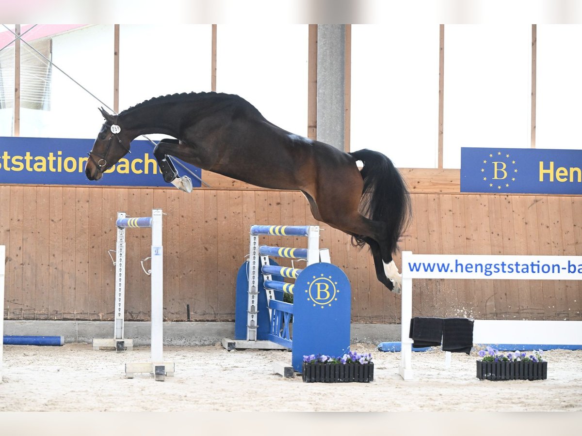 Hannoveraner Stute 4 Jahre 176 cm Brauner in Moosach