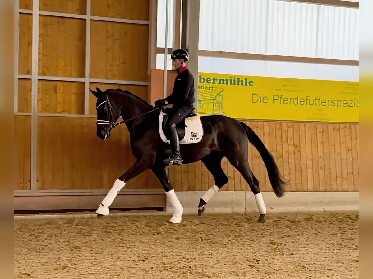 Hannoveraner Stute 4 Jahre 176 cm Rappe in Gleichen