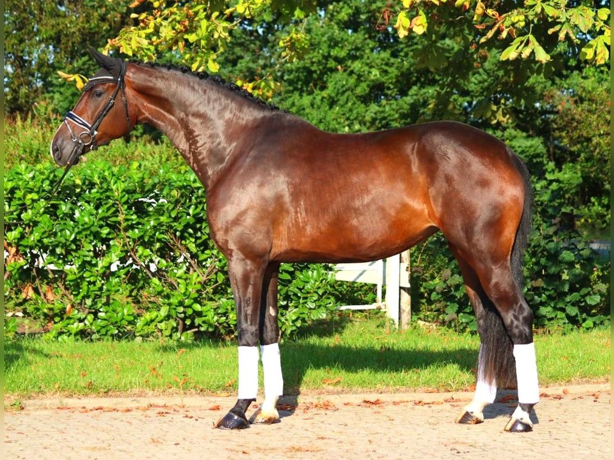 Hannoveraner Stute 4 Jahre 178 cm Brauner in Selsingen