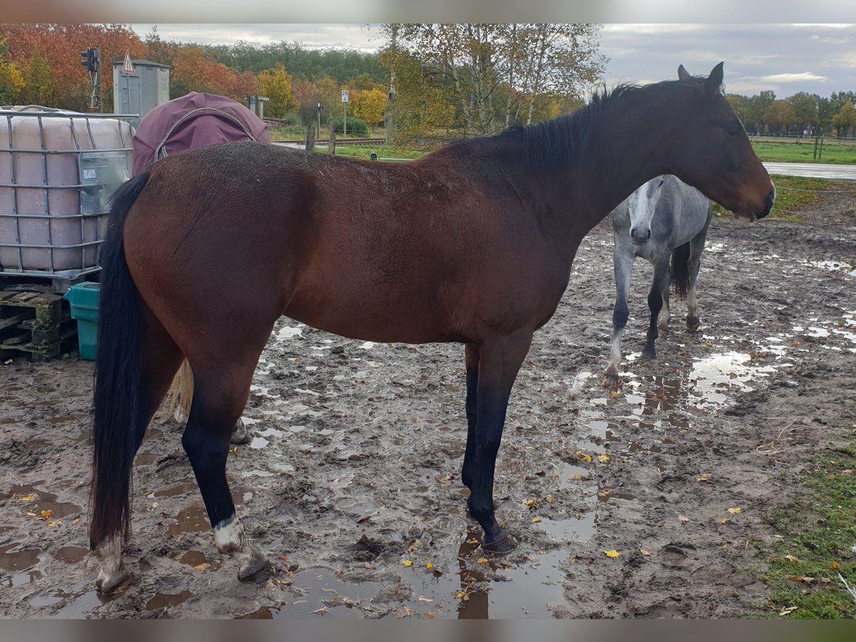 Hannoveraner Stute 4 Jahre Brauner in Wedemark