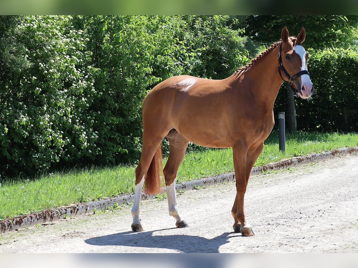 Hannoveraner Stute 5 Jahre 158 cm Fuchs in Altenahr