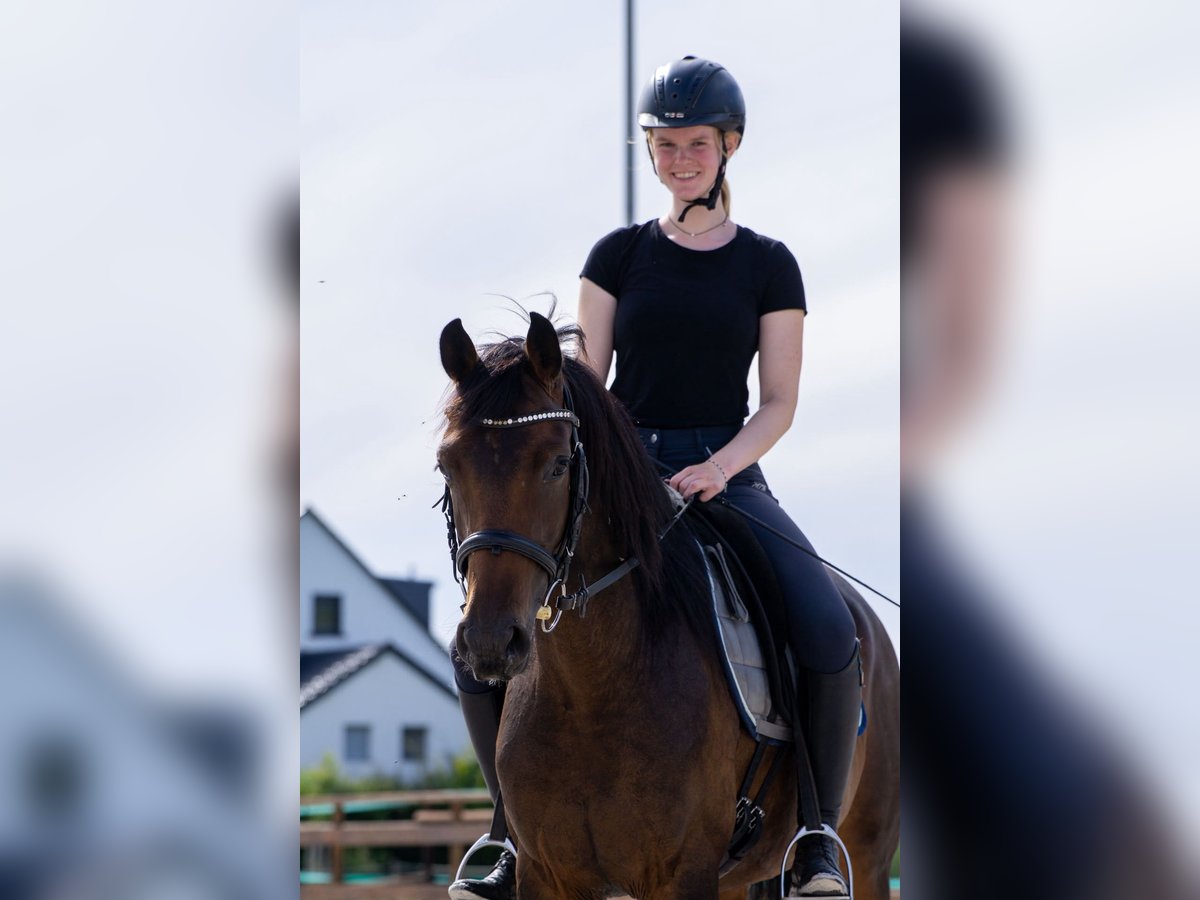 Hannoveraner, Stute in Heinsberg