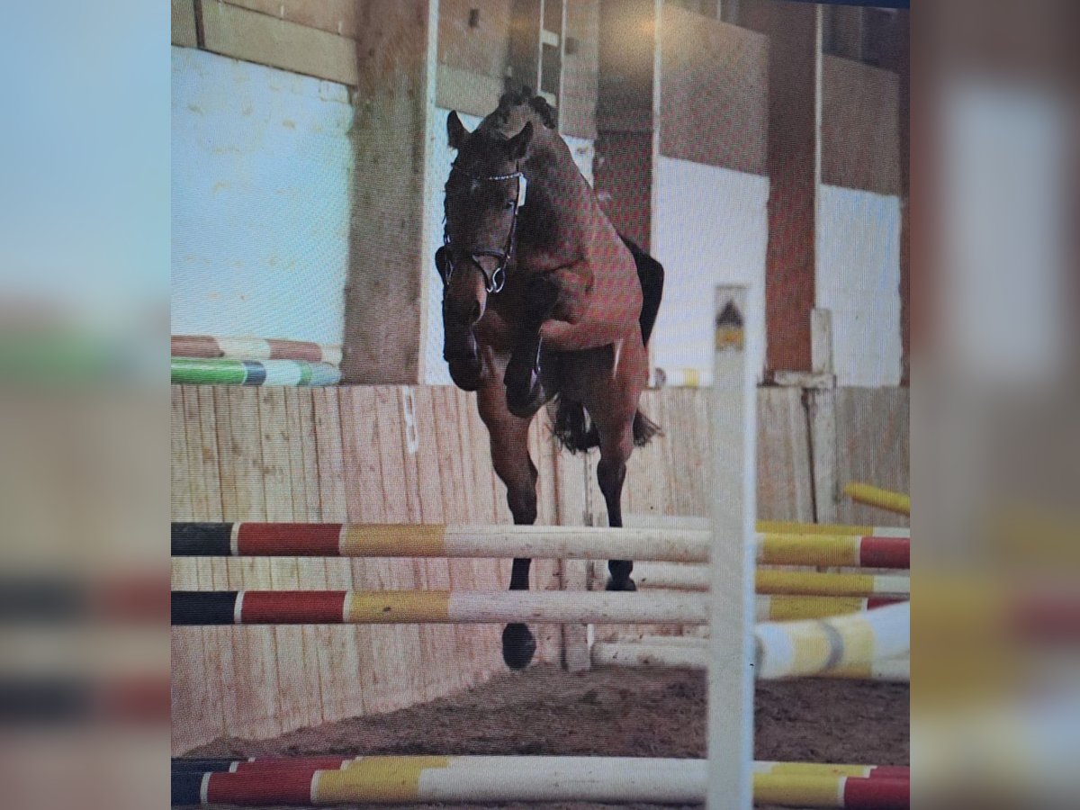Hannoveraner Stute 5 Jahre 162 cm Brauner in Gablingen