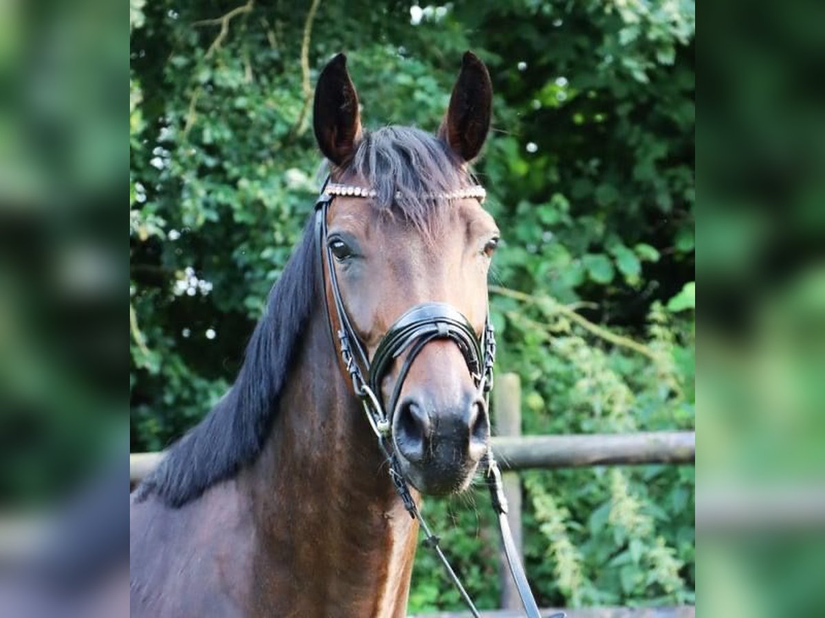 Hannoveraner Stute 5 Jahre 163 cm Brauner in LilienthalLilienthal