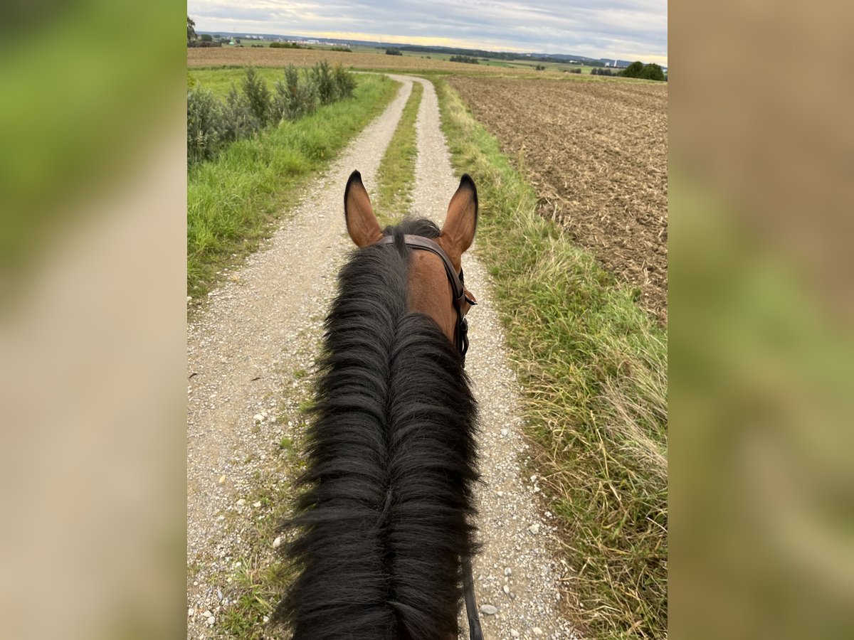 Hannoveraner Stute 5 Jahre 163 cm Brauner in Gablingen