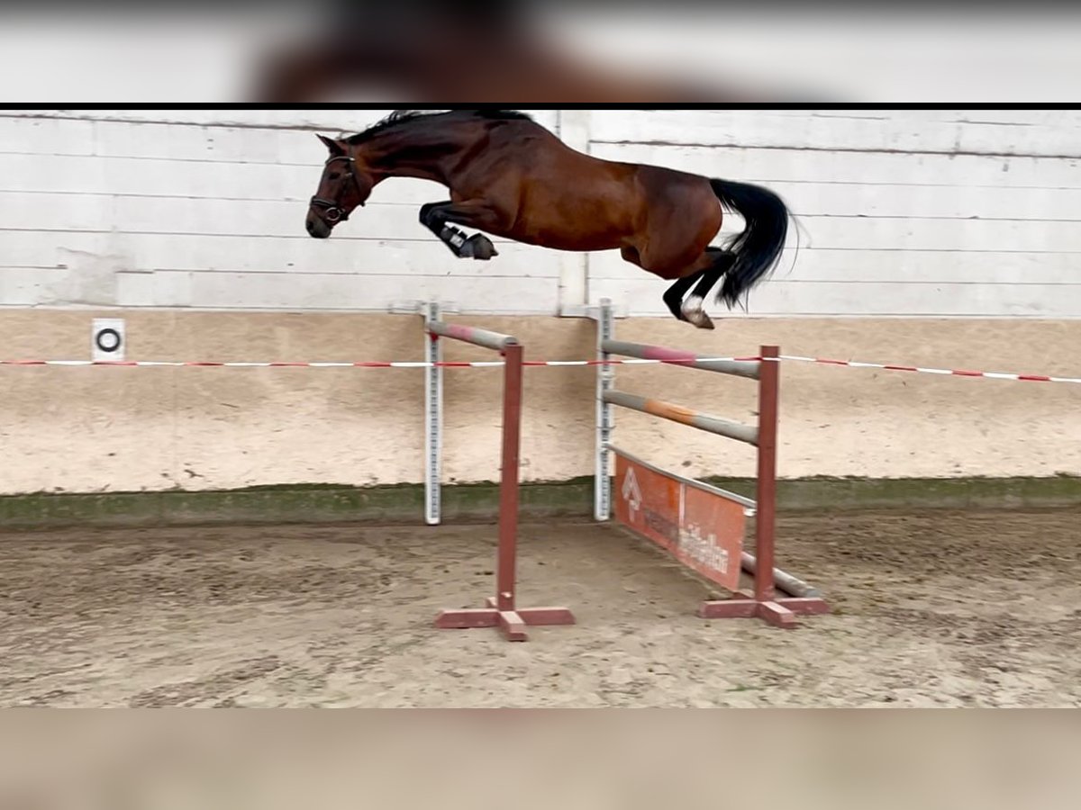 Hannoveraner Stute 5 Jahre 163 cm Dunkelbrauner in Gro&#xDF; Ippener