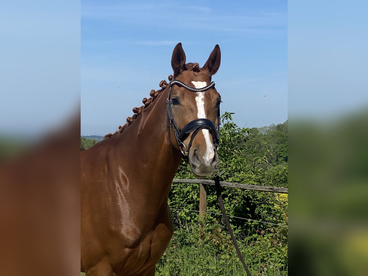 Hannoveraner Stute 5 Jahre 163 cm Fuchs in Königswinter