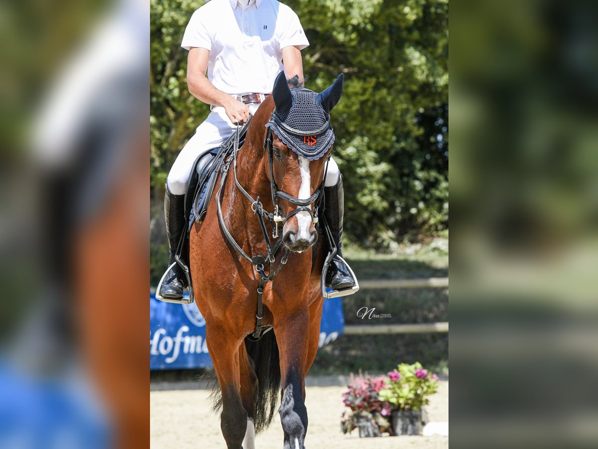 Hannoveraner Stute 5 Jahre 164 cm Brauner in Bad Kreuznach