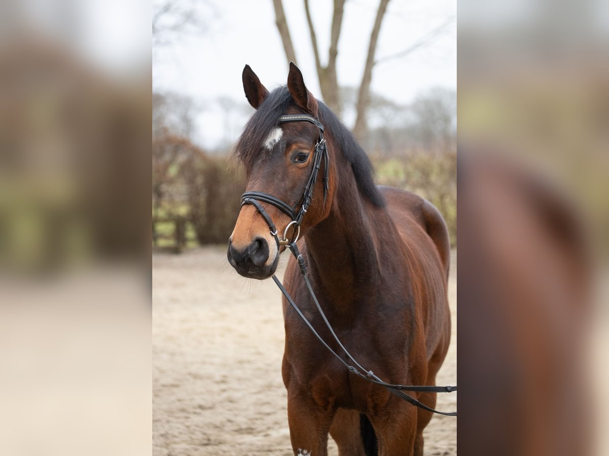 Hannoveraner Stute 5 Jahre 164 cm Brauner in Elmlohe