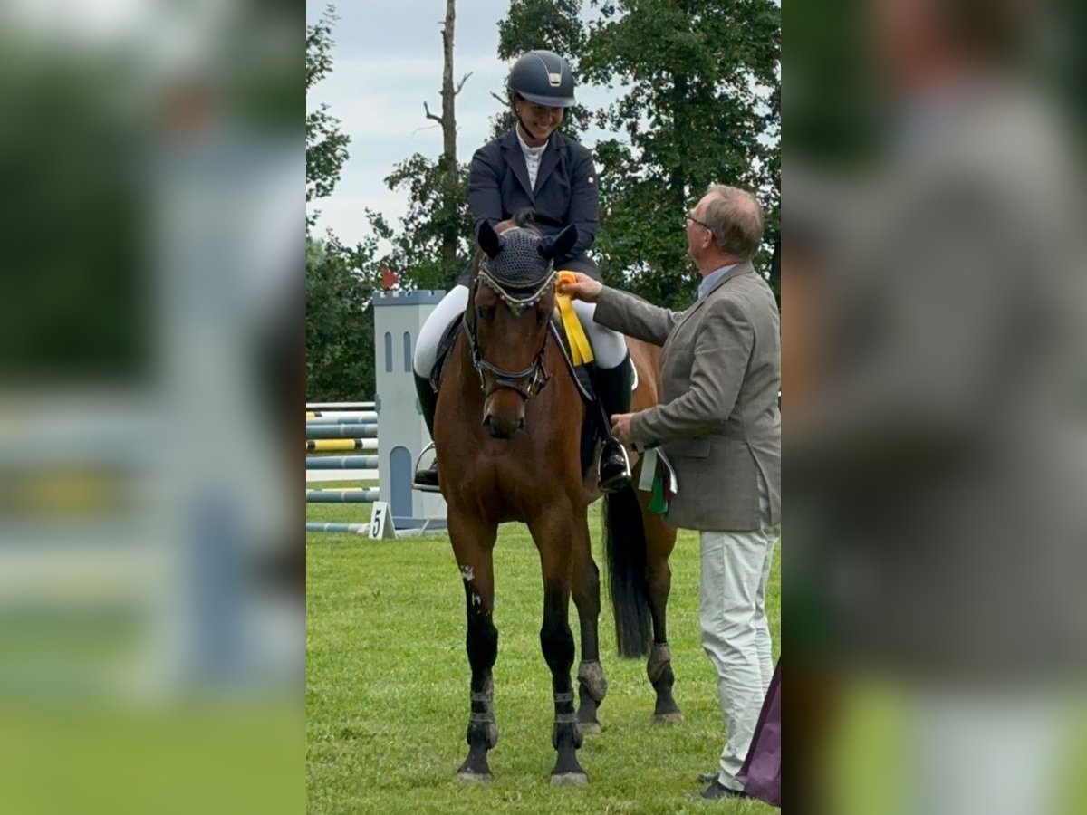Hannoveraner Stute 5 Jahre 164 cm Brauner in Elmlohe