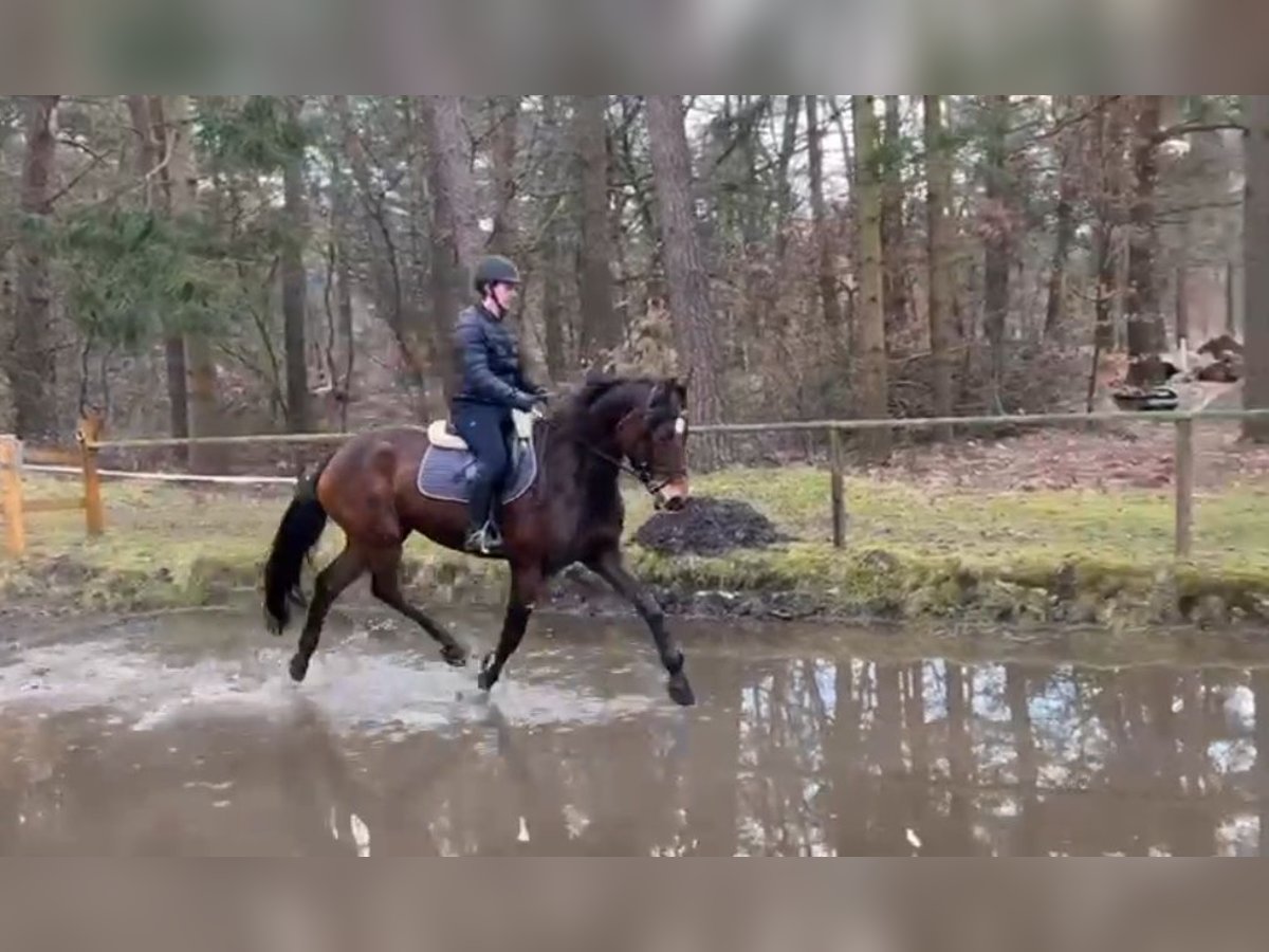 Hannoveraner Stute 5 Jahre 164 cm Brauner in Elmlohe