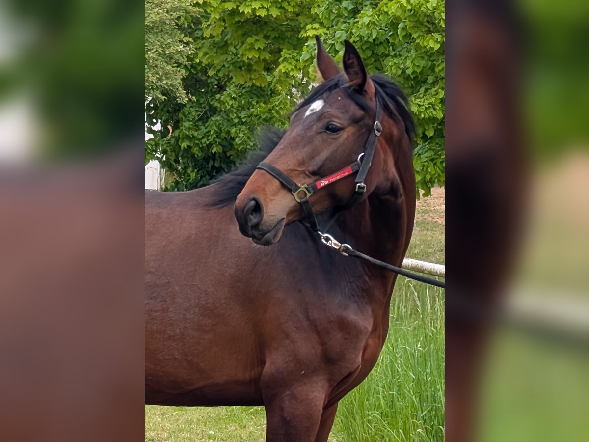 Hannoveraner Stute 5 Jahre 165 cm Brauner in Seesen