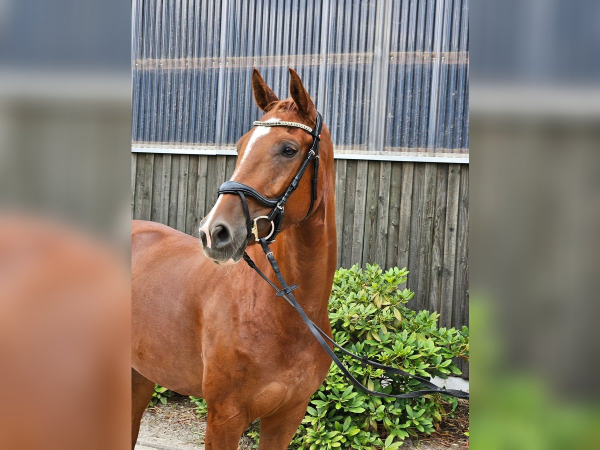 Hannoveraner Stute 5 Jahre 165 cm Fuchs in Wahrenholz