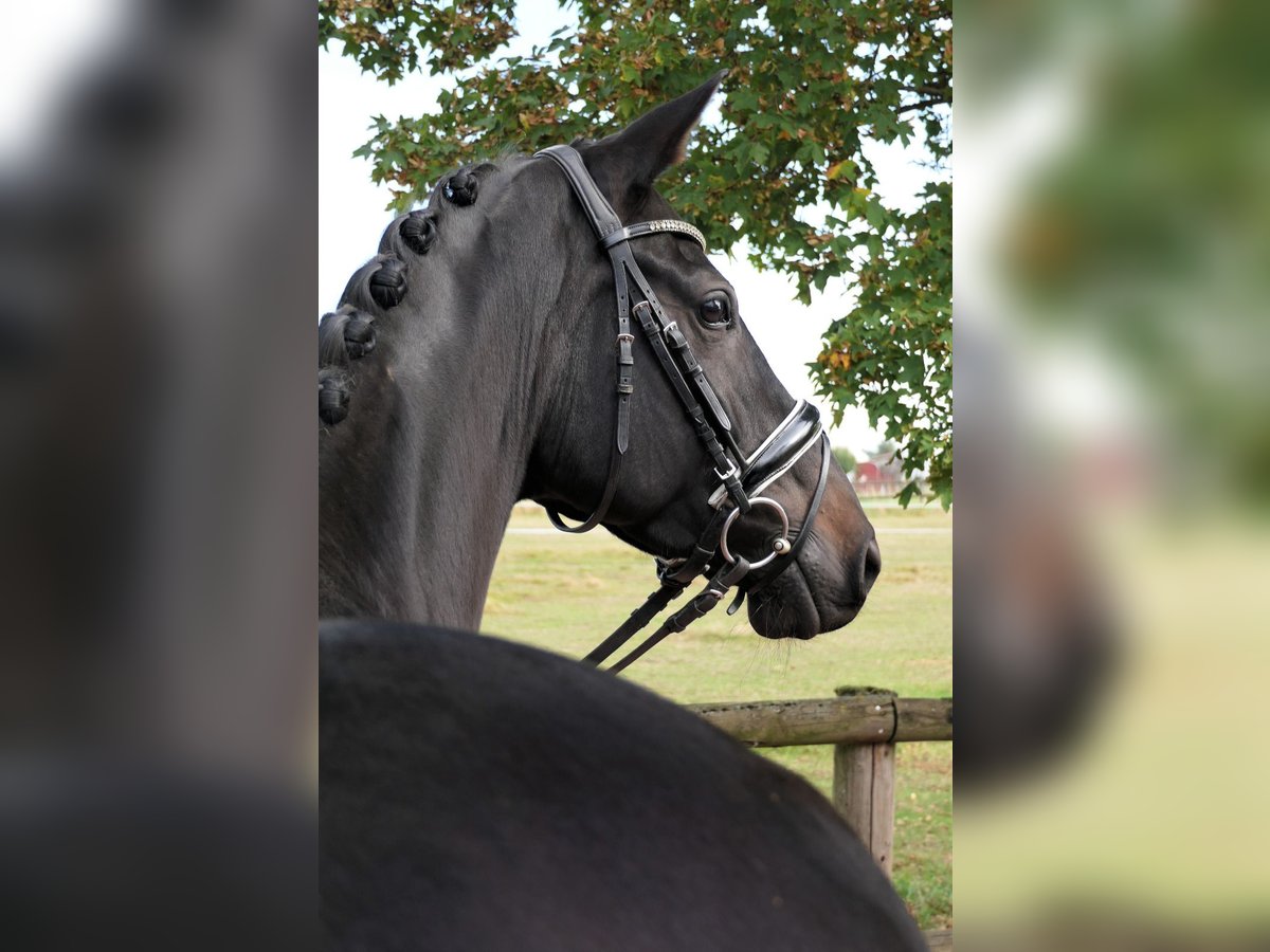 Hannoveraner Stute 5 Jahre 165 cm Rappe in Wedemark