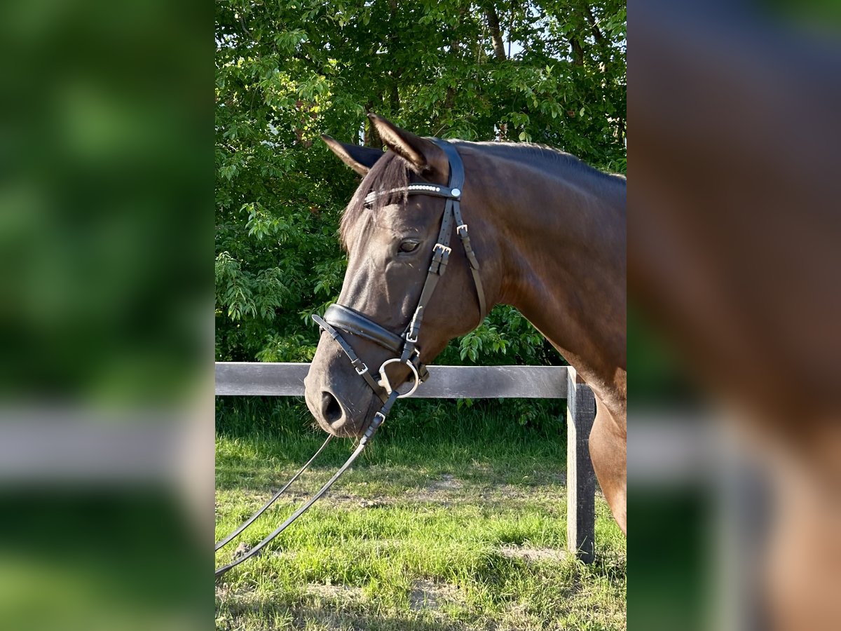 Hannoveraner Stute 5 Jahre 165 cm Rappe in Osterholz-Scharmbeck