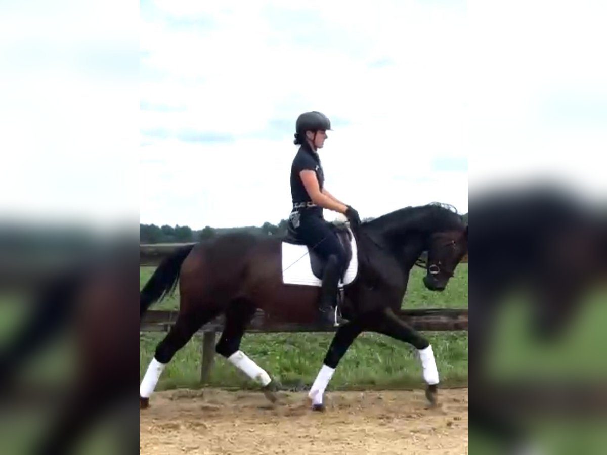 Hannoveraner Stute 5 Jahre 166 cm Brauner in Nieuw-Dordrecht