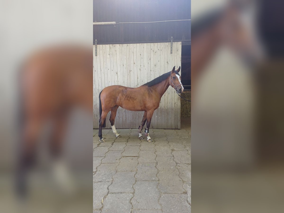 Hannoveraner Stute 5 Jahre 166 cm Brauner in Hude (Oldenburg)